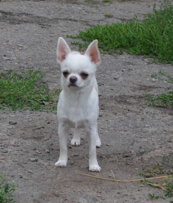 Чихуахуа хлопчик