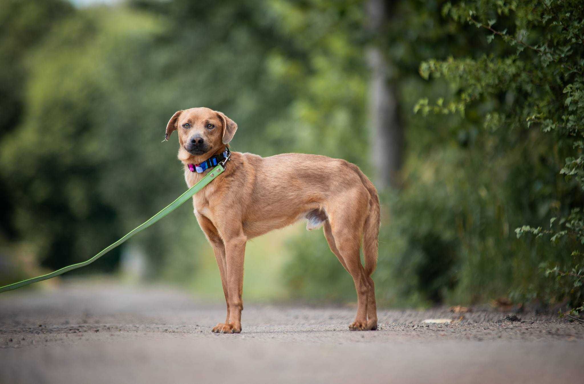 Ulek - młody psiak szuka nowej rodziny ADOPCJA