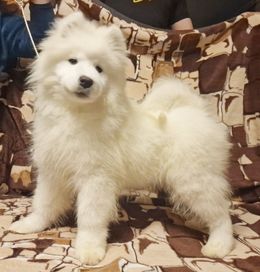 Samoyed  Zapowiedź miotu