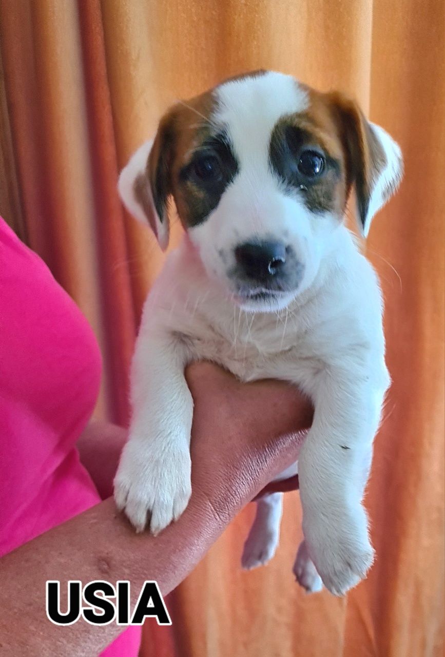Jack Russell Terier piękna suczka gładkowłosa.