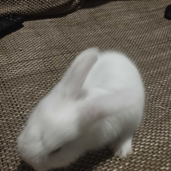 Coelhinho anões para companhia