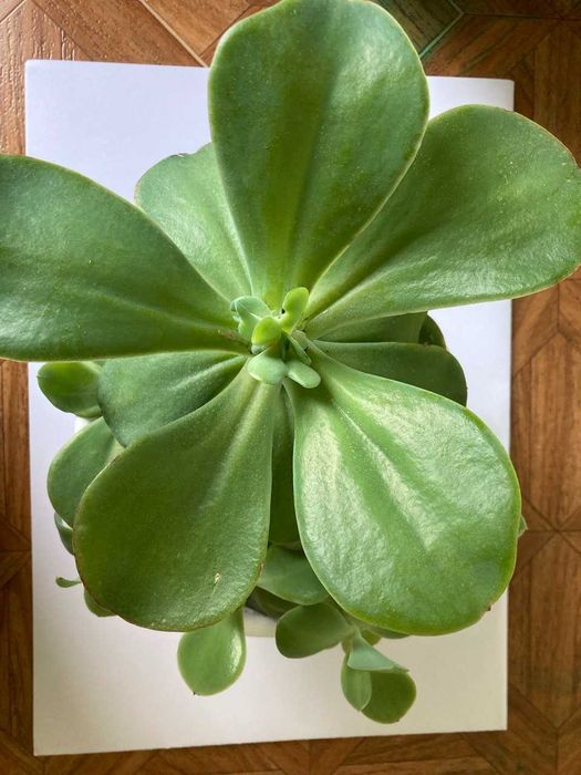 Ехеверія Донецьк Сансет,  Ехеверія Паліда. Сукуленти.