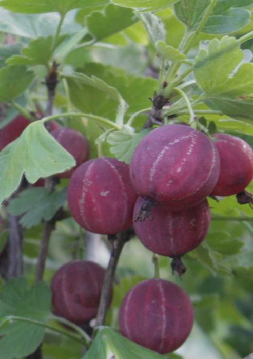 Крыжовник Крупн Колобок,Уральський ізумру,Добриня смороДоросліСаджанці