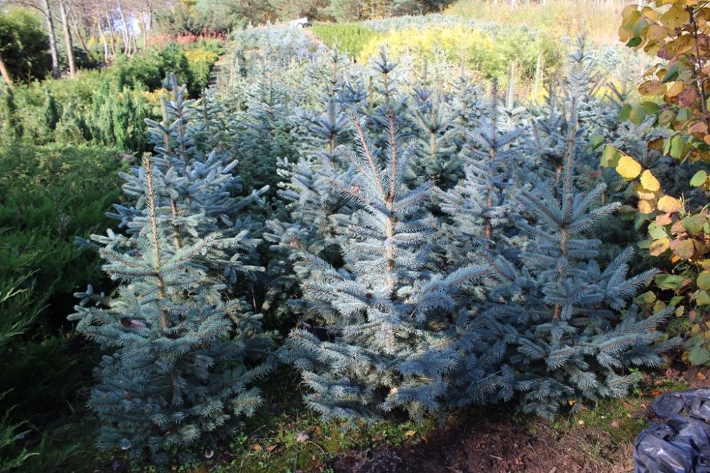 Świerk kłujący srebrzysty do 250cm; 100 sztuk