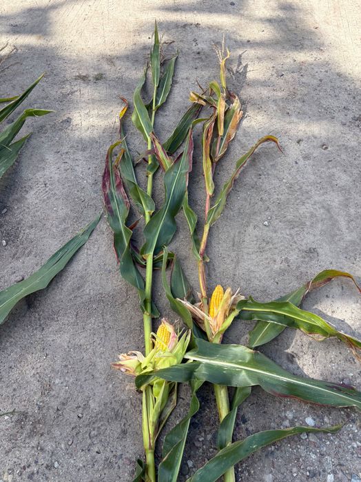 ŚWIEŻE POLSKIE nasiona kukurydzy FLORES na ziarno i kiszonkę!