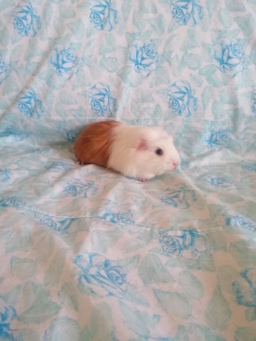 Świnki morskie kawie domowe