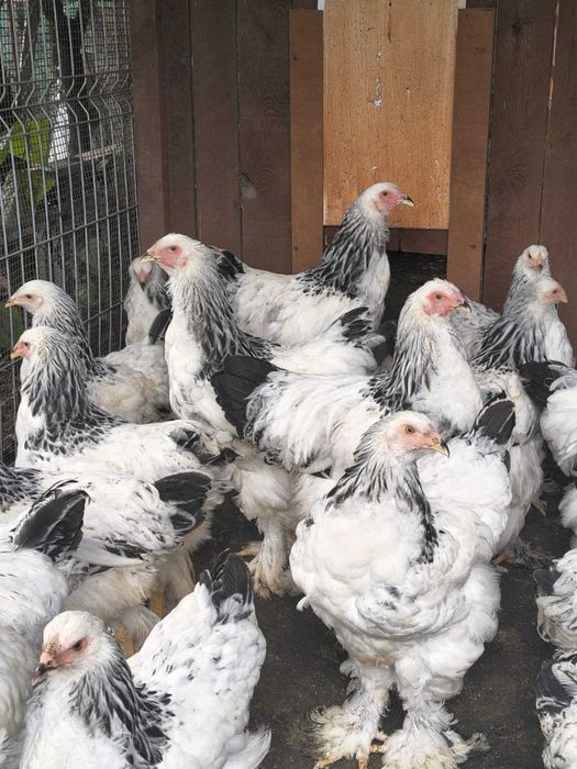 Brahma olbrzymia gronostajowa kury i koguty