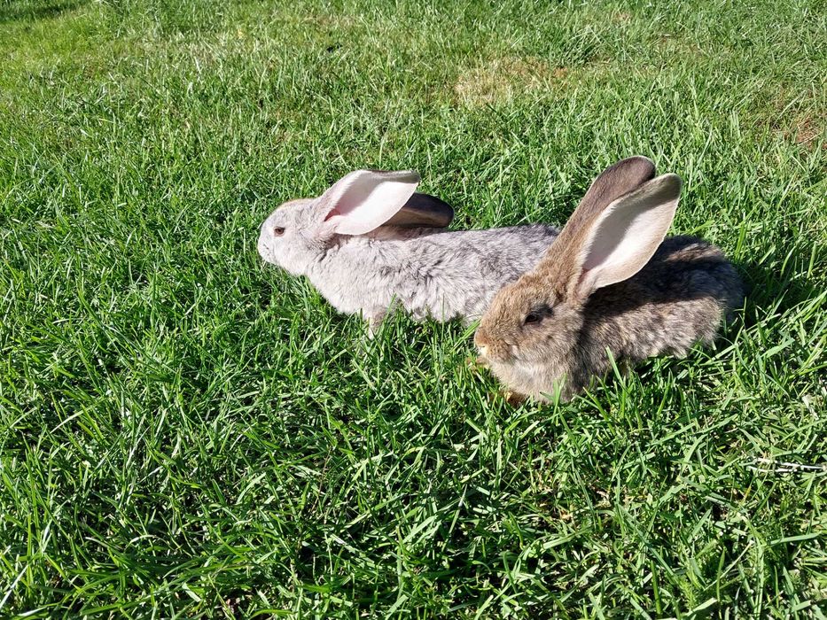 Samice olbrzym belgijski szary i srebrzysty