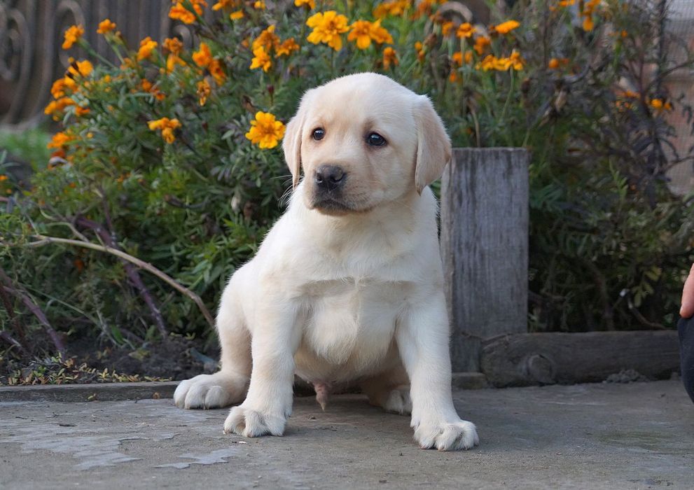 Лабрадор-ретрівер КСУ