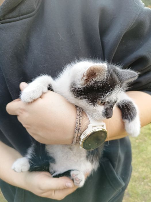 Oddam kotki w dobre ręce