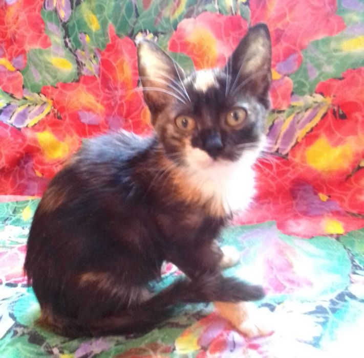 Кошеня дiвчинка на щастя