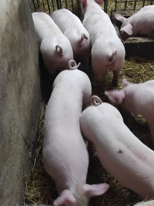 Prosięta,prosiaki,warchlaki,10 sztuk,9 tygodni,transport