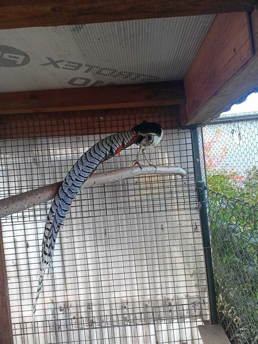 Bażant -bażanty diamentowy i złoty