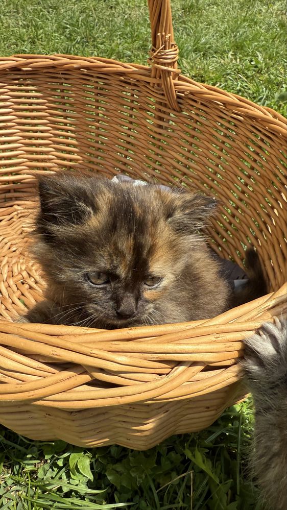 Кошеня кіт киця котенята