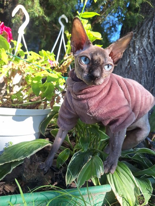 Дівчинка   канадський  сфінкс