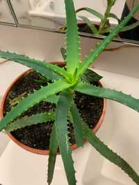 Aloes drzewiasty leczniczy sukulent ozdoba sadzonka