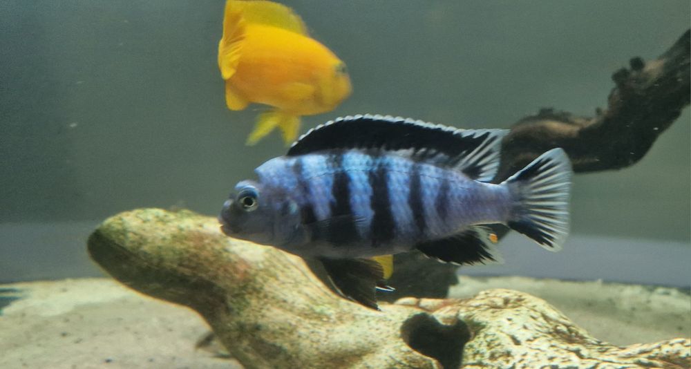 Pseudotropheus Saulosi Taiwan Reef 3-6cm pyszczak pyszczaki