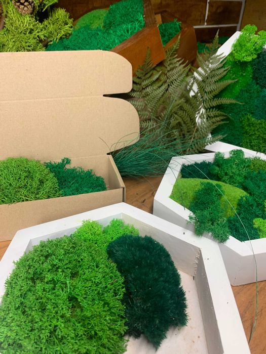 Мох у сотах, соти з мохом,декор з моху, стабілізований мох