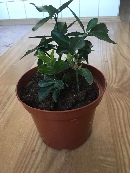 Вазони  Бересклет растения