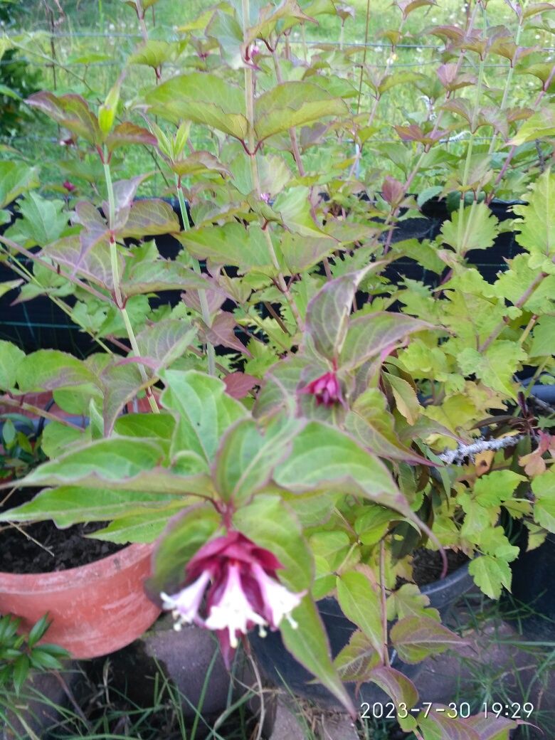 Planta do caramelo