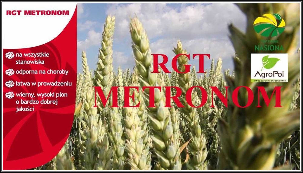 Pszenica Ozima METRONOM -Wysoki Plon w Trudnych Warunkach Nasiona RAGT