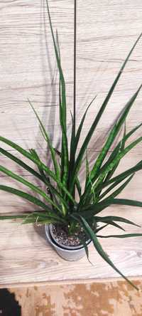 Sansevieria Kirkii Friends