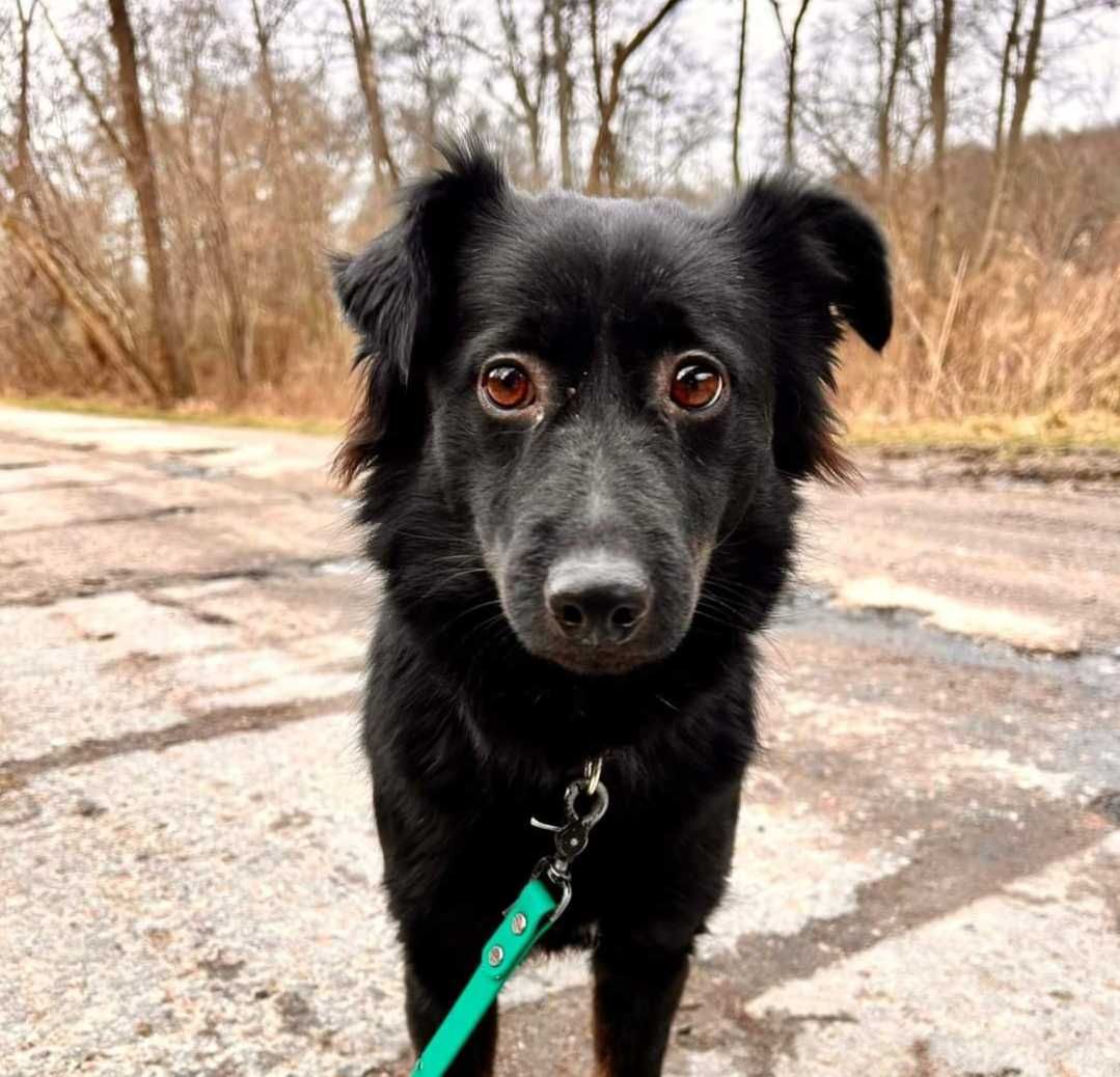 Mała, młoda i piękna sunia do adopcji