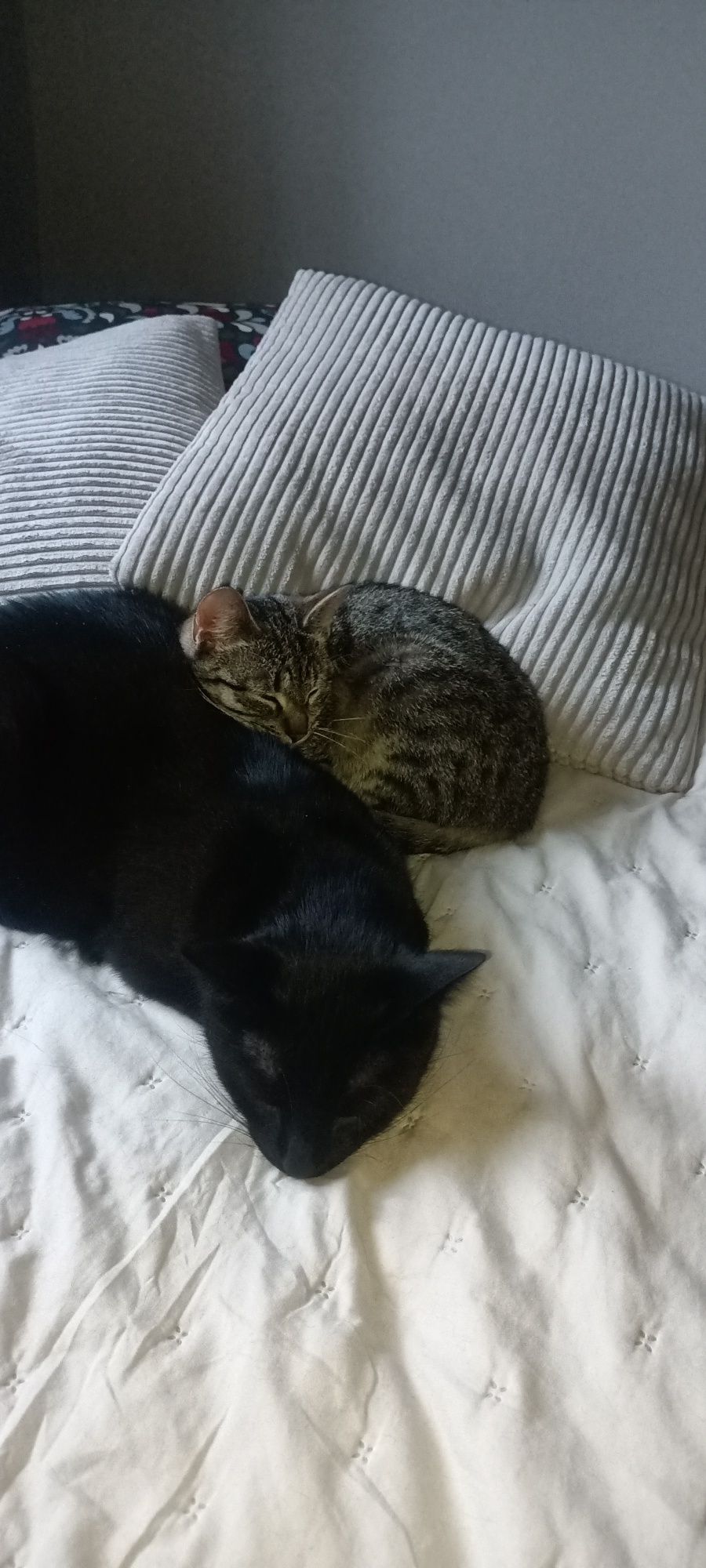Kotek Burasek Leon