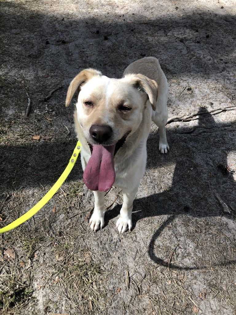 Gogol - młody, pogodny psiak w typie labradora