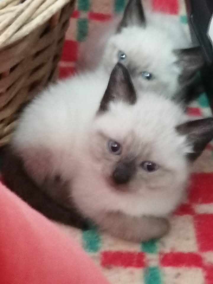 gatinha bebe para adoção responsável