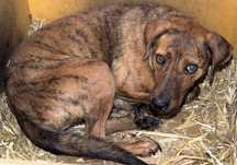 Tesla - do adopcji!