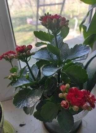 Продам цветок Каланхоє блосфельда