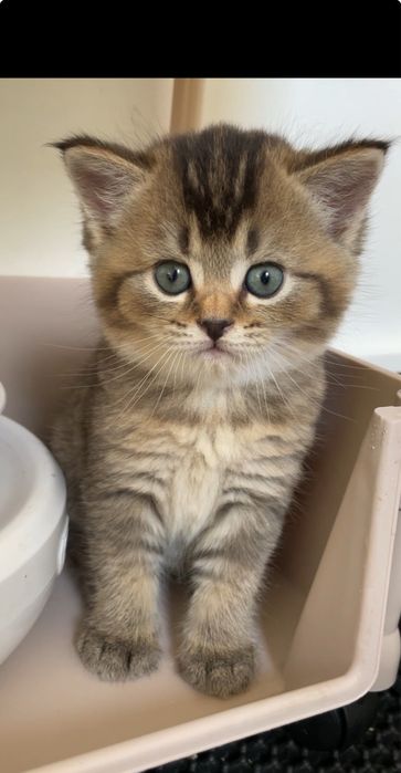 Котенок шоколадный черно золотая шиншилла с прививками, девочка