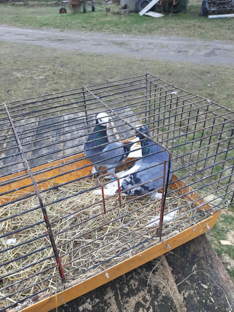 Gołębie ozdobne białogłówki gumeńskie