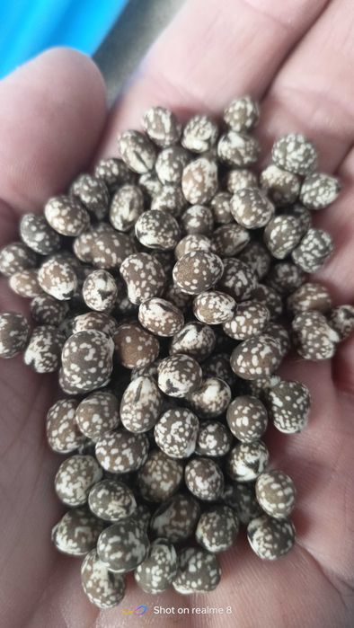 Łubin gorzki ekologiczny, czyszczony, certyfikat eko, ze zbioru 2025