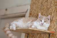 Ручная кошечка Бочка 8 месяцев, лапочка, красивый котенок