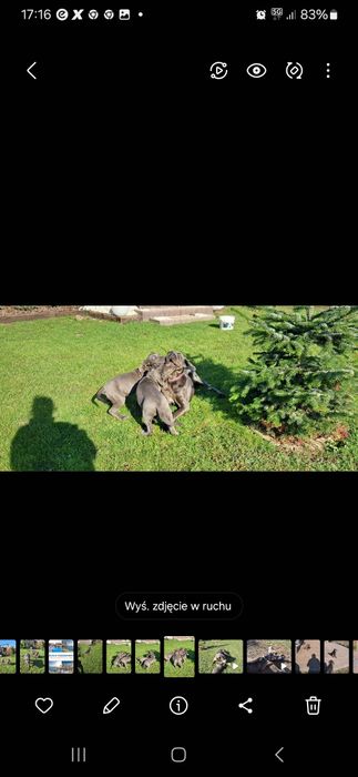Cane corso Italiano rodowód 6 pokoleń