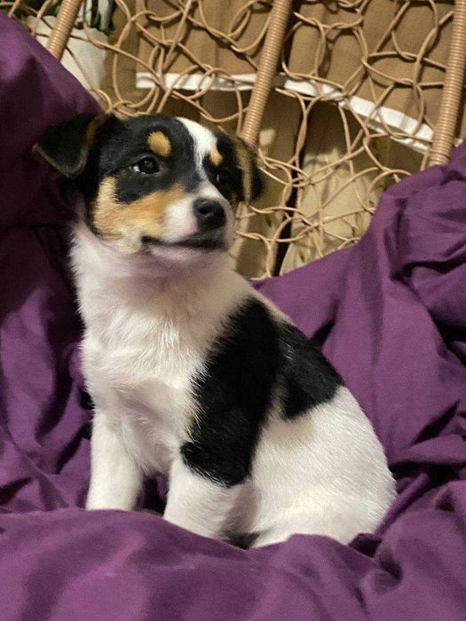 Дівчинка Джек рассел тер'єр