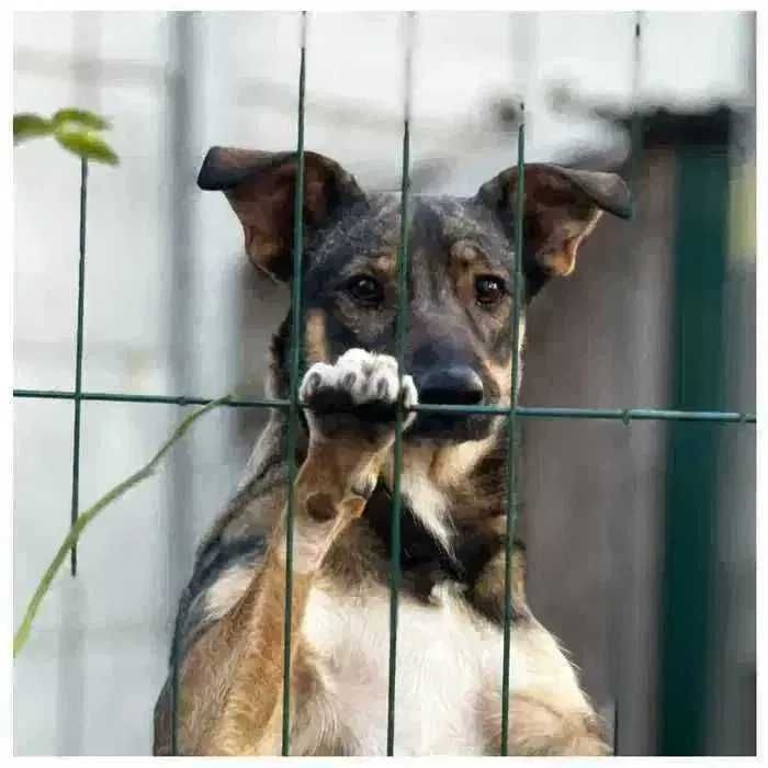 Молодая собака Эля, девочка