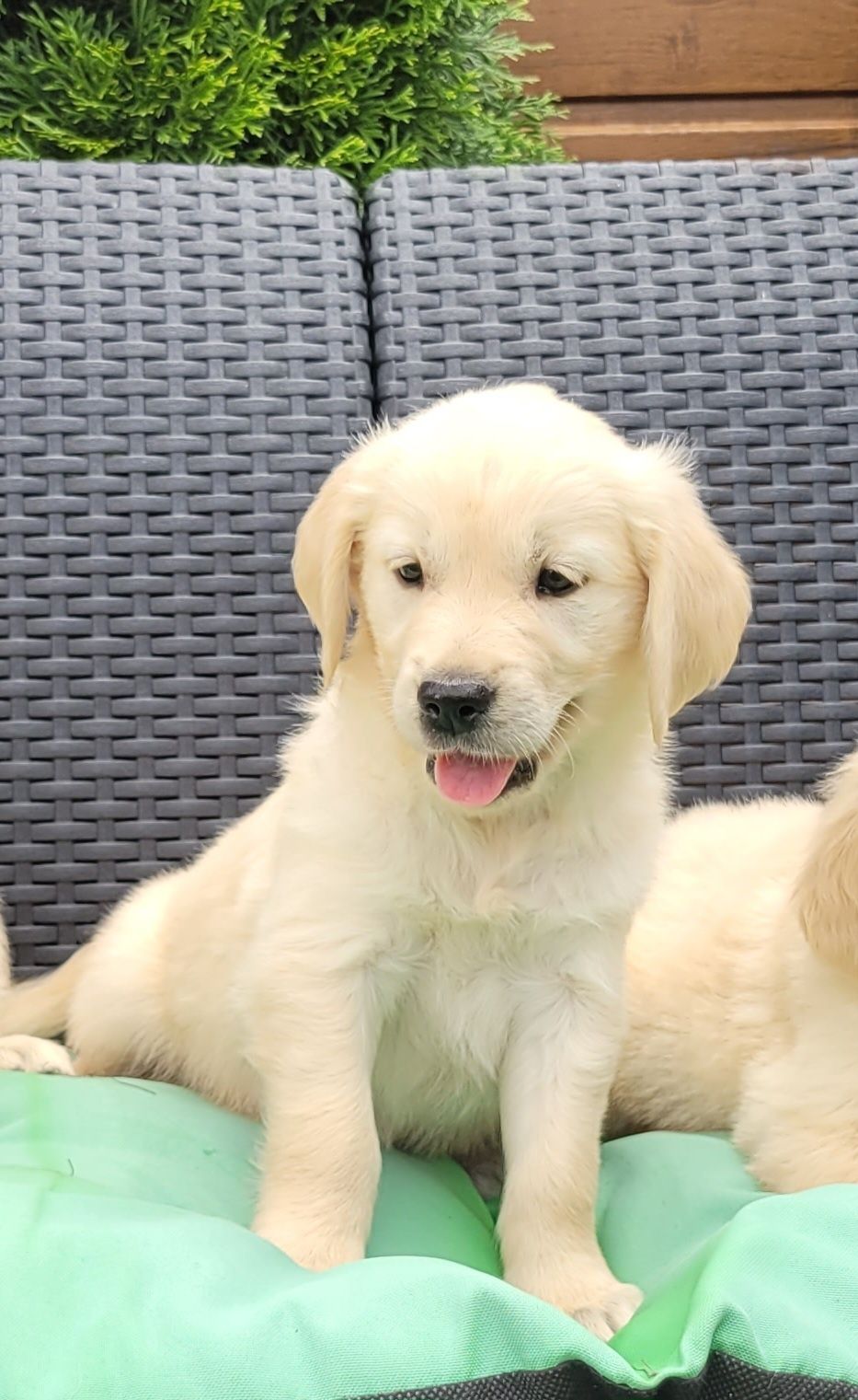 Golden Retriever Kremowo Złoty