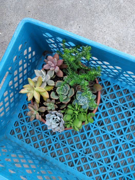 Mix  de suculentas echeverias