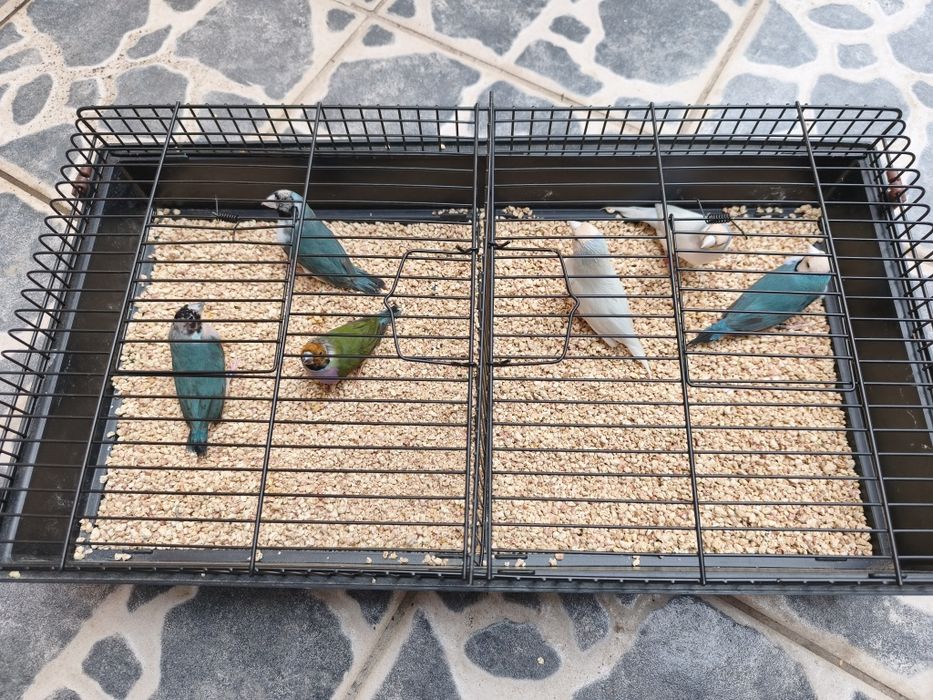 Diamantes Gould últimos para venda