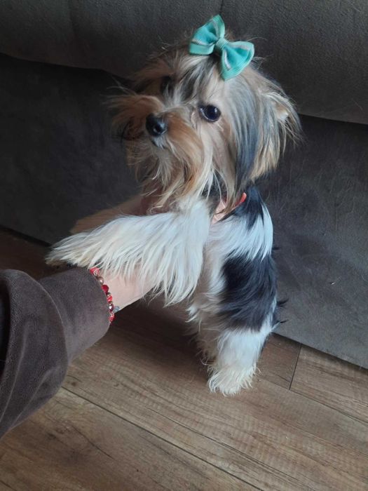 Yorkshire terrier chłopak 1.90 kg paszport