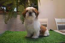 Shih-Tzu śliczna suczka z rodowodem ZKwP /FCI