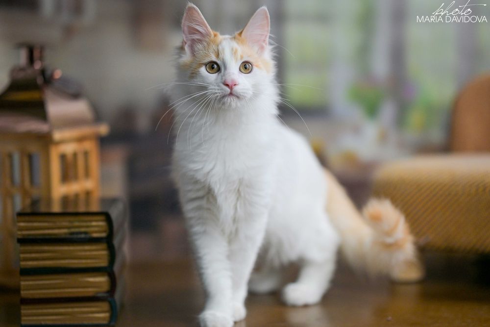 Рыжик  - котик манчкин лонг