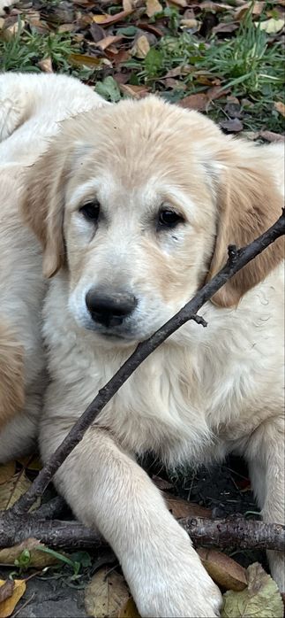 Продаються чистокровні цуценята  золотистого ретривера