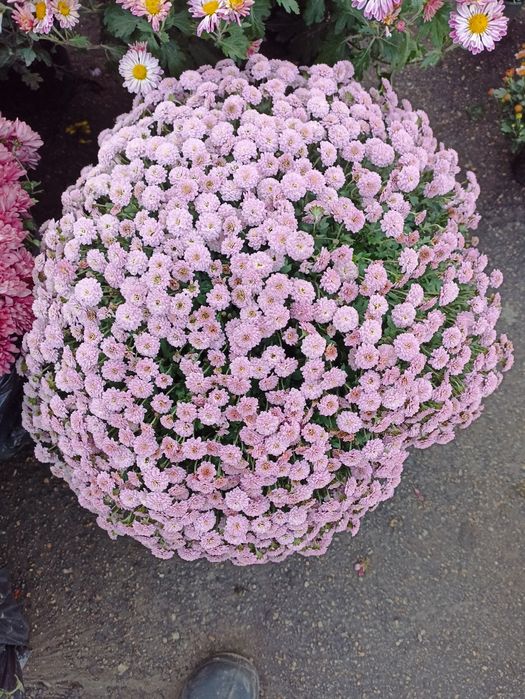 Продам хризантеми