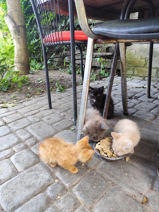 Кошенята в добрі руки