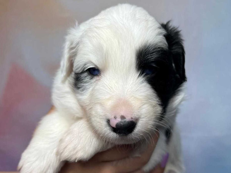 szczeniak  blue-merle Border Collie ZKwP(FCI) samiec