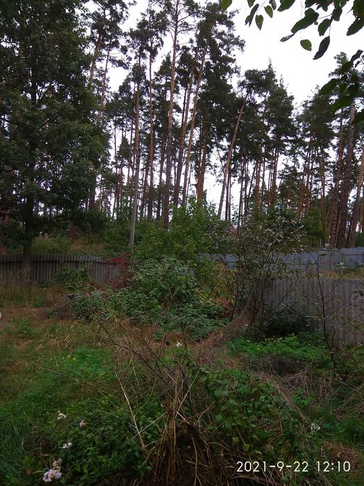 Продам ділянку в Бучі Лісовій від хазяїна!!
